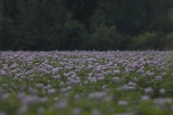 Patatoo flower-fields